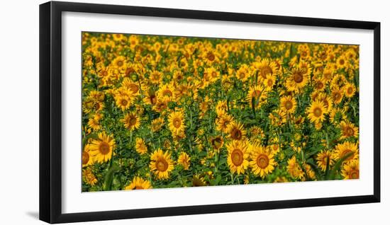 Sunflowers (Helianthus annuus) growing in a field, Cowansville, Quebec, Canada-null-Framed Photographic Print