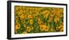 Sunflowers (Helianthus annuus) growing in a field, Cowansville, Quebec, Canada-null-Framed Photographic Print