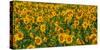 Sunflowers (Helianthus annuus) growing in a field, Cowansville, Quebec, Canada-null-Stretched Canvas