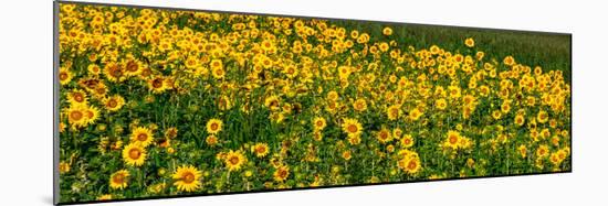 Sunflowers (Helianthus annuus) growing in a field, Cowansville, Quebec, Canada-null-Mounted Photographic Print