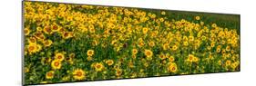 Sunflowers (Helianthus annuus) growing in a field, Cowansville, Quebec, Canada-null-Mounted Photographic Print