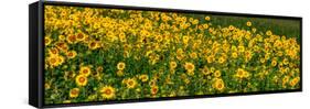 Sunflowers (Helianthus annuus) growing in a field, Cowansville, Quebec, Canada-null-Framed Stretched Canvas