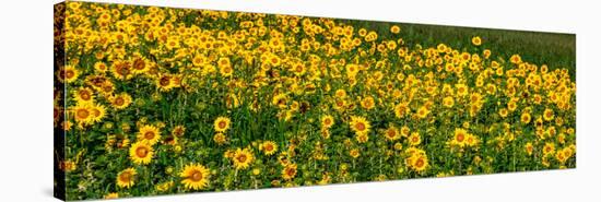 Sunflowers (Helianthus annuus) growing in a field, Cowansville, Quebec, Canada-null-Stretched Canvas