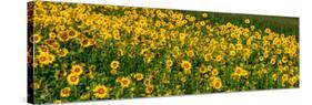 Sunflowers (Helianthus annuus) growing in a field, Cowansville, Quebec, Canada-null-Stretched Canvas