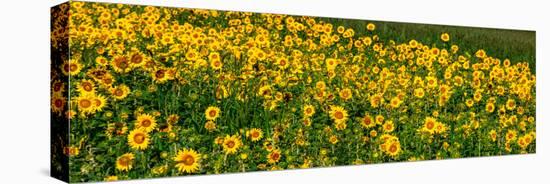 Sunflowers (Helianthus annuus) growing in a field, Cowansville, Quebec, Canada-null-Stretched Canvas