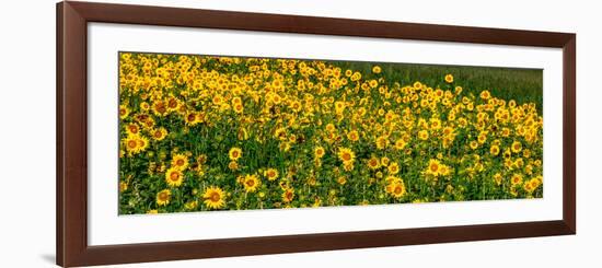 Sunflowers (Helianthus annuus) growing in a field, Cowansville, Quebec, Canada-null-Framed Photographic Print