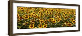 Sunflowers (Helianthus annuus) growing in a field, Dunham, Quebec, Canada-null-Framed Photographic Print