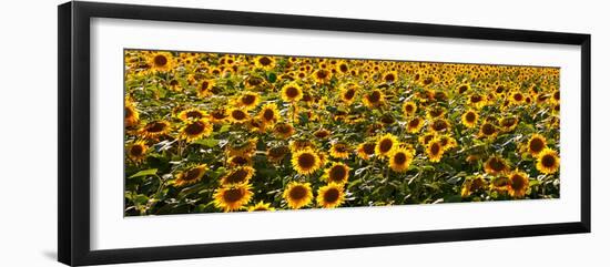 Sunflowers (Helianthus annuus) growing in a field, Dunham, Quebec, Canada-null-Framed Photographic Print