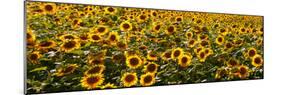 Sunflowers (Helianthus annuus) growing in a field, Dunham, Quebec, Canada-null-Mounted Photographic Print