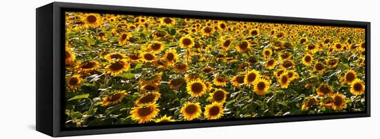 Sunflowers (Helianthus annuus) growing in a field, Dunham, Quebec, Canada-null-Framed Stretched Canvas