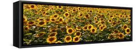 Sunflowers (Helianthus annuus) growing in a field, Dunham, Quebec, Canada-null-Framed Stretched Canvas