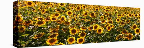 Sunflowers (Helianthus annuus) growing in a field, Dunham, Quebec, Canada-null-Stretched Canvas