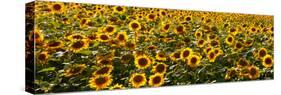 Sunflowers (Helianthus annuus) growing in a field, Dunham, Quebec, Canada-null-Stretched Canvas
