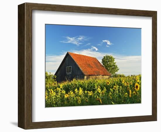 Sunflowers (Helianthus Annuus), Villingen-Schwenningen, Black Forest, Schwarzwald-Baar, Germany-Jochen Schlenker-Framed Photographic Print