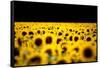 Sunflowers (Helianthus), Chillac, Charente, France-John Alexander-Framed Stretched Canvas