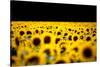 Sunflowers (Helianthus), Chillac, Charente, France-John Alexander-Stretched Canvas