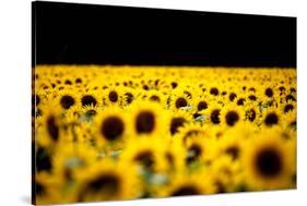 Sunflowers (Helianthus), Chillac, Charente, France-John Alexander-Stretched Canvas