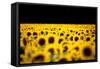 Sunflowers (Helianthus), Chillac, Charente, France-John Alexander-Framed Stretched Canvas