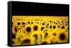 Sunflowers (Helianthus), Chillac, Charente, France-John Alexander-Framed Stretched Canvas