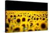 Sunflowers (Helianthus), Chillac, Charente, France-John Alexander-Stretched Canvas