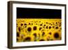 Sunflowers (Helianthus), Chillac, Charente, France-John Alexander-Framed Photographic Print