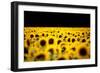 Sunflowers (Helianthus), Chillac, Charente, France-John Alexander-Framed Photographic Print