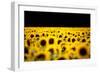 Sunflowers (Helianthus), Chillac, Charente, France-John Alexander-Framed Photographic Print