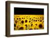 Sunflowers (Helianthus), Chillac, Charente, France-John Alexander-Framed Premium Photographic Print