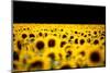 Sunflowers (Helianthus), Chillac, Charente, France-John Alexander-Mounted Premium Photographic Print