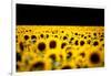 Sunflowers (Helianthus), Chillac, Charente, France-John Alexander-Framed Photographic Print