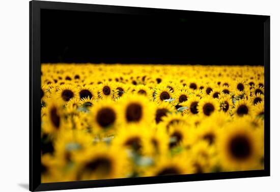 Sunflowers (Helianthus), Chillac, Charente, France-John Alexander-Framed Photographic Print