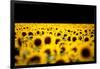 Sunflowers (Helianthus), Chillac, Charente, France-John Alexander-Framed Photographic Print