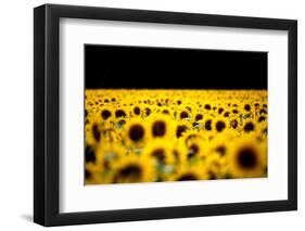 Sunflowers (Helianthus), Chillac, Charente, France-John Alexander-Framed Photographic Print