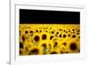 Sunflowers (Helianthus), Chillac, Charente, France-John Alexander-Framed Photographic Print