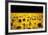 Sunflowers (Helianthus), Chillac, Charente, France-John Alexander-Framed Photographic Print