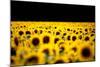 Sunflowers (Helianthus), Chillac, Charente, France-John Alexander-Mounted Photographic Print