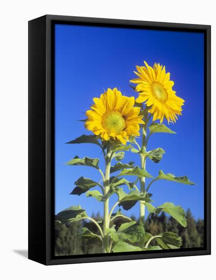 Sunflowers (Helianthus Sp.)-Bjorn Svensson-Framed Stretched Canvas