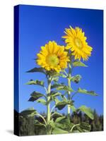 Sunflowers (Helianthus Sp.)-Bjorn Svensson-Stretched Canvas