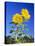 Sunflowers (Helianthus Sp.)-Bjorn Svensson-Stretched Canvas