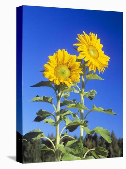 Sunflowers (Helianthus Sp.)-Bjorn Svensson-Stretched Canvas