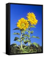 Sunflowers (Helianthus Sp.)-Bjorn Svensson-Framed Stretched Canvas