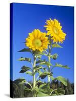 Sunflowers (Helianthus Sp.)-Bjorn Svensson-Stretched Canvas