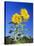 Sunflowers (Helianthus Sp.)-Bjorn Svensson-Stretched Canvas