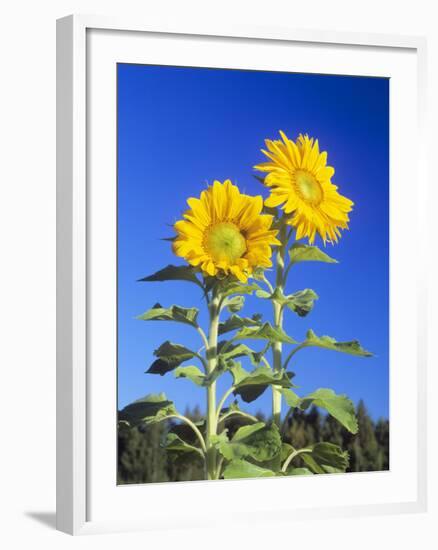 Sunflowers (Helianthus Sp.)-Bjorn Svensson-Framed Photographic Print