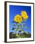 Sunflowers (Helianthus Sp.)-Bjorn Svensson-Framed Photographic Print