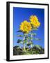 Sunflowers (Helianthus Sp.)-Bjorn Svensson-Framed Photographic Print