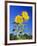 Sunflowers (Helianthus Sp.)-Bjorn Svensson-Framed Photographic Print