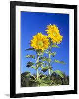 Sunflowers (Helianthus Sp.)-Bjorn Svensson-Framed Photographic Print