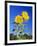 Sunflowers (Helianthus Sp.)-Bjorn Svensson-Framed Photographic Print