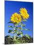Sunflowers (Helianthus Sp.)-Bjorn Svensson-Mounted Photographic Print